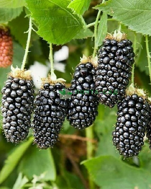 Ежевика Блэк Бьюти 