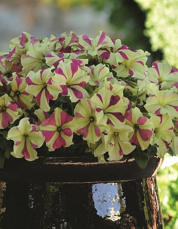 Петуния гибридная Софистика лайм биколор (УД) 5 шт