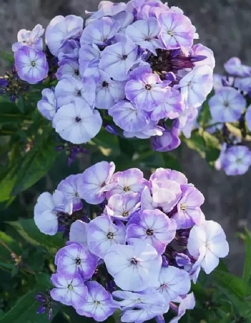 Флокс Юник Олд Блу 