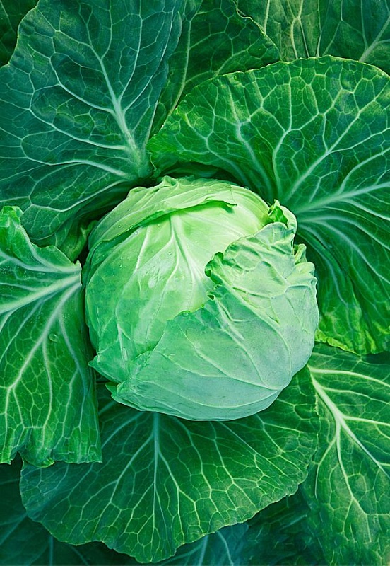 Капуста белокочанная Малахит F1 0,5 гр  цв.п