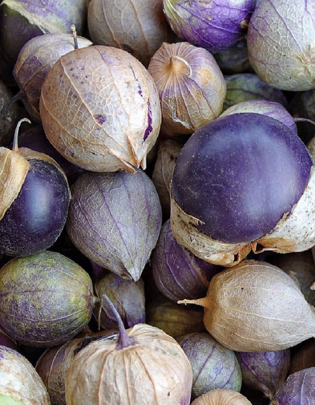 Физалис Темная ночь (УД) 12 шт цв п