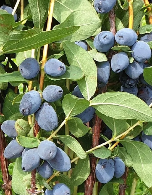 Жимолость съедобная Сердце гиганта