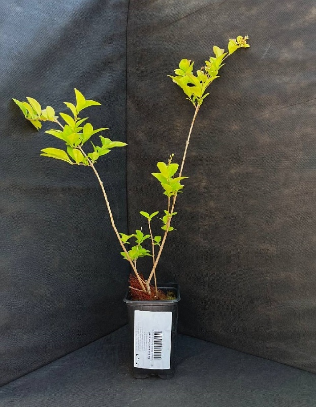 Бирючина Викарий 1 шт Р9