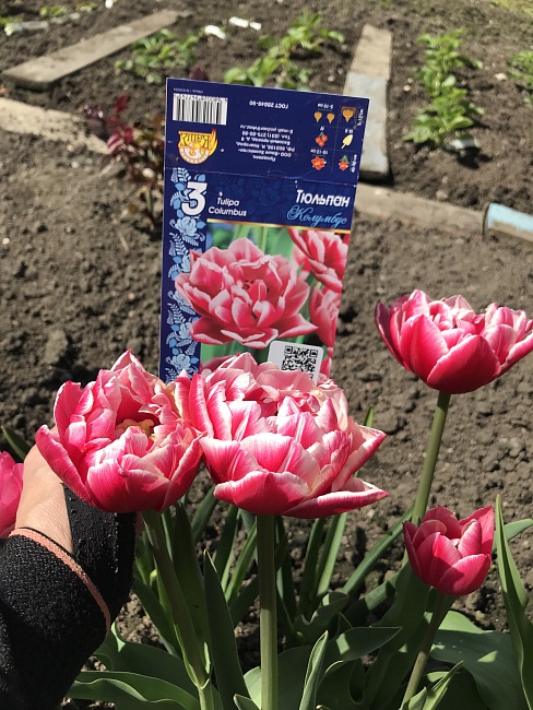Тюльпан Колумбус 1 уп. (3шт.) 