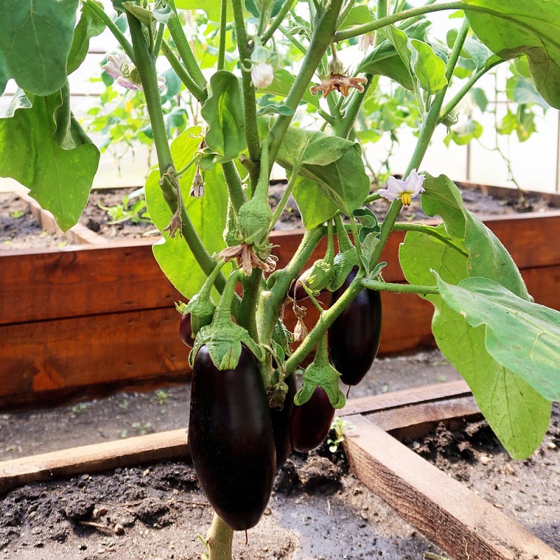 Баклажан Сибирский Скороспелый 148 (УД) 20 шт цв.п.