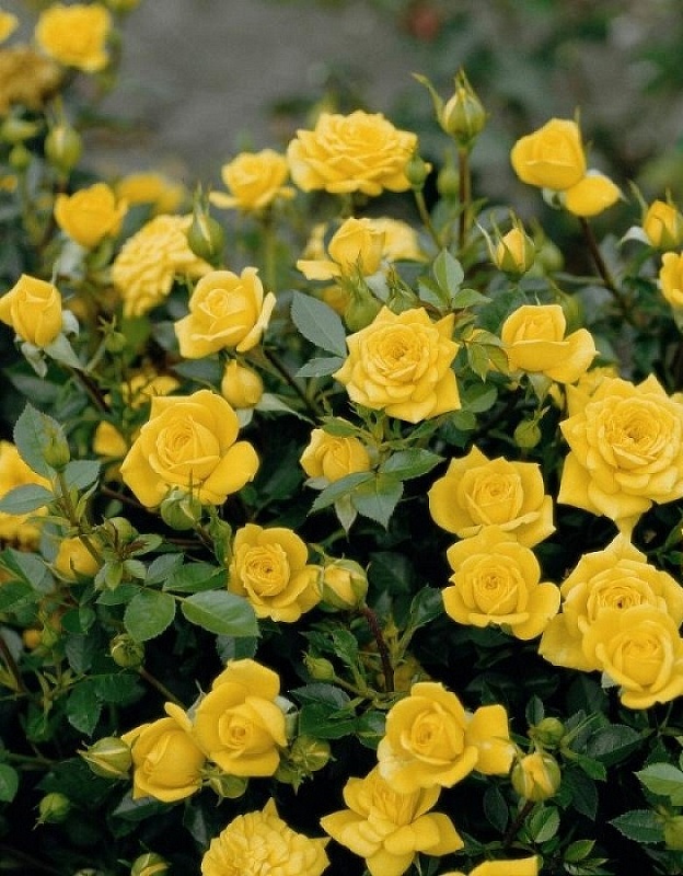 Розы спрей в ассортименте 