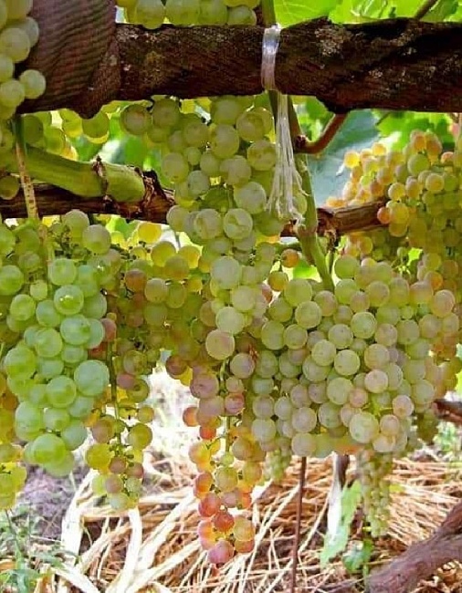 Виноград плодовый КМ Коринка русская 1 шт