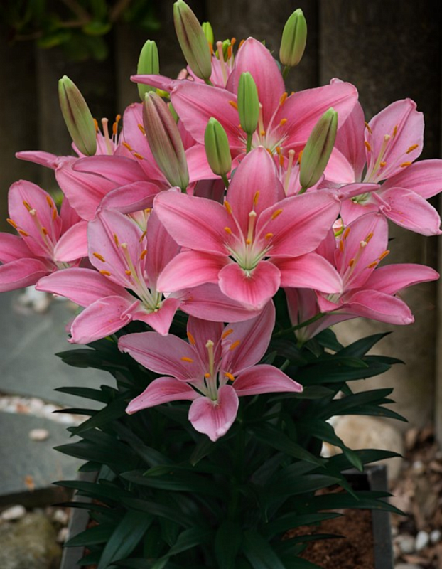 Лилия Фокстрот 