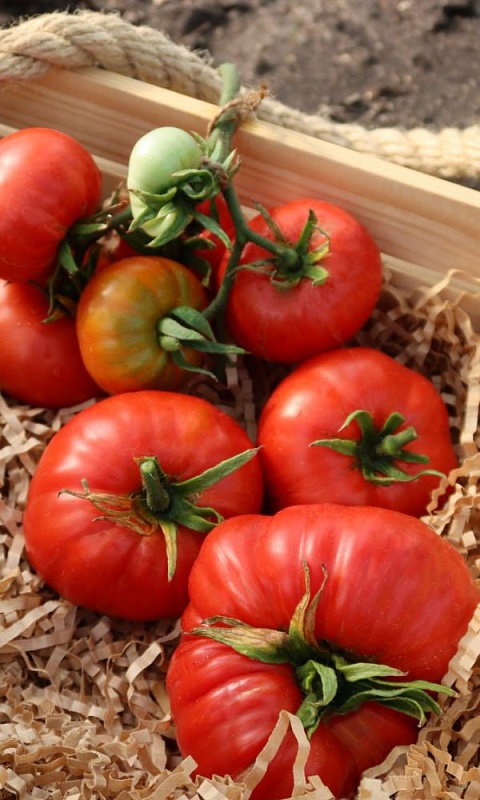 Томат Хлеб да Соль (УД) 20 шт цв п