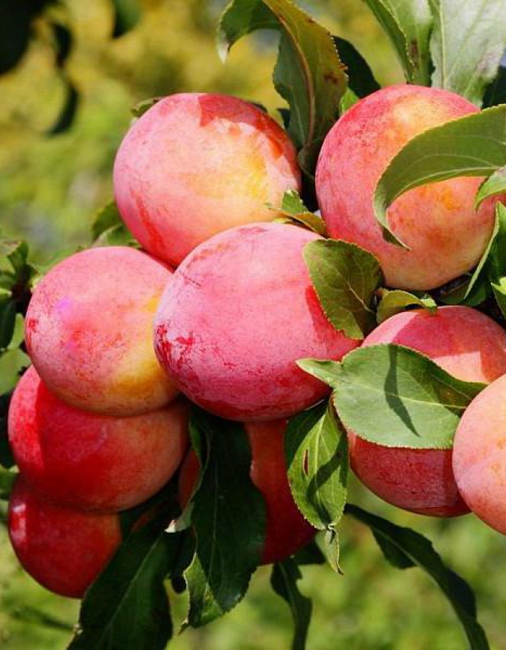 Слива Алтайская юбилейная 