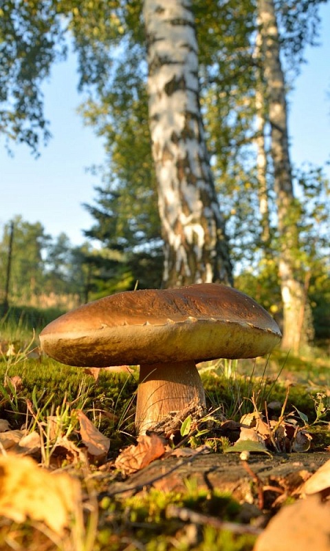 Грибы Белый гриб Березовый (УД) 30 мл/15 гр цв.п