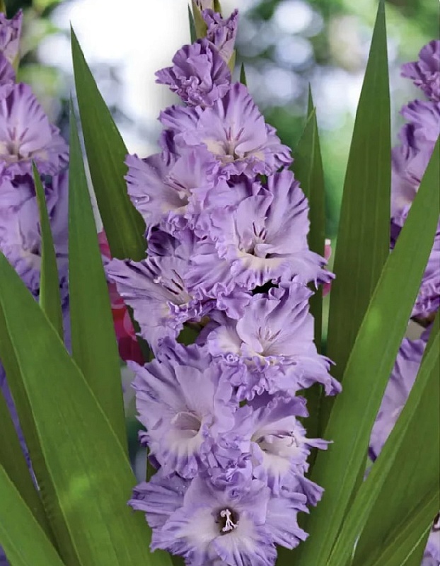 Гладиолус Голубая Метель 