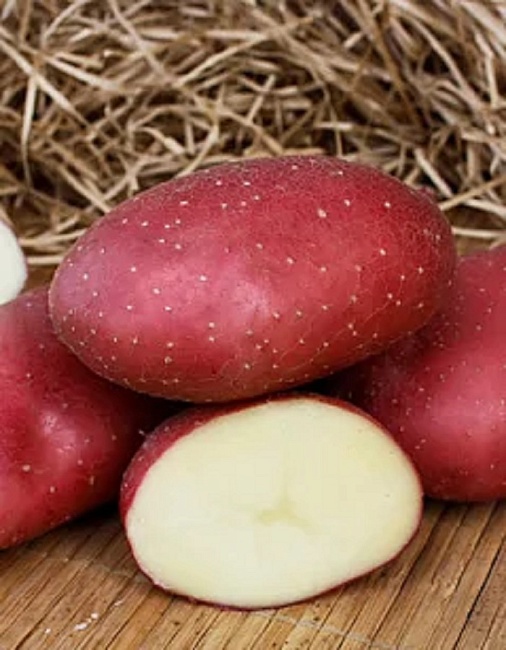 Картофель Маяк, элита 