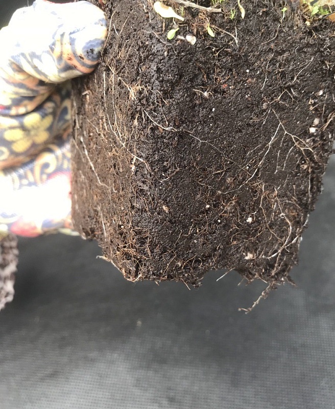 Клематис Коперник 1 шт Р9