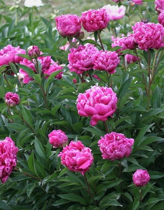 Пион травянистый Луи ван Хутте