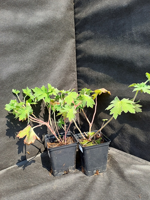 Герань кантабрийская Сайнт Оле 1 шт Р9