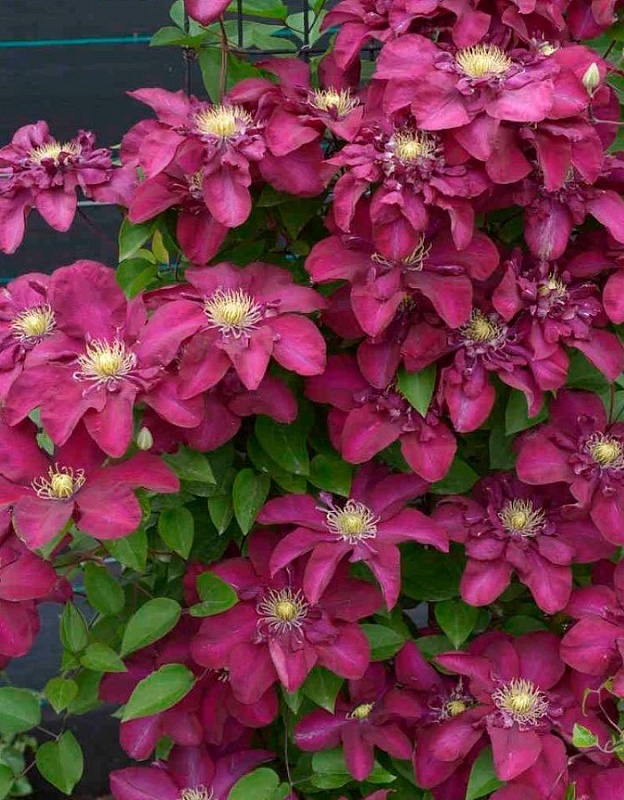 Клематис Ян III Собески 1 шт Р9