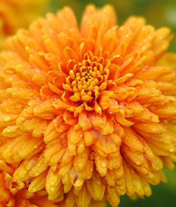 Хризантема Памела Бронз ASF 1 шт Р9