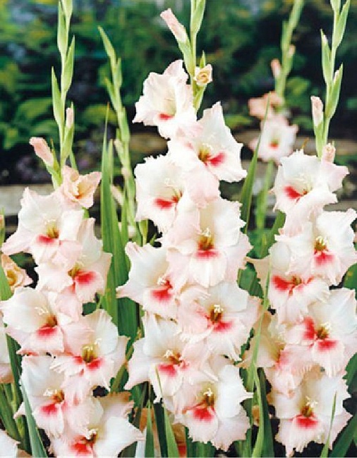 Гладиолус Аякс 