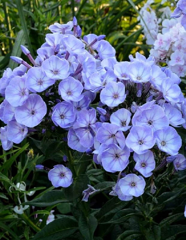 Флокс Юник Грей Блю Уайт 