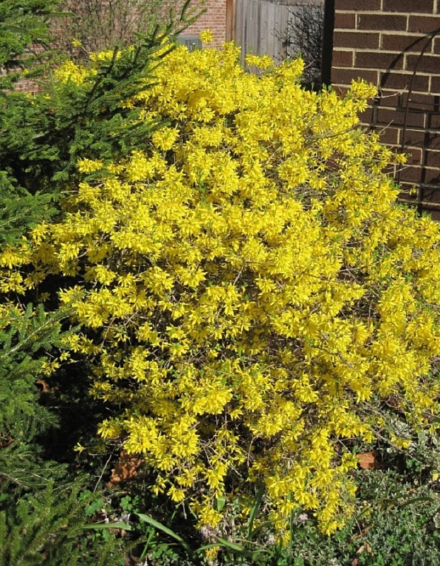 Форзиция промежуточная Голден Тайм 1 шт Р9