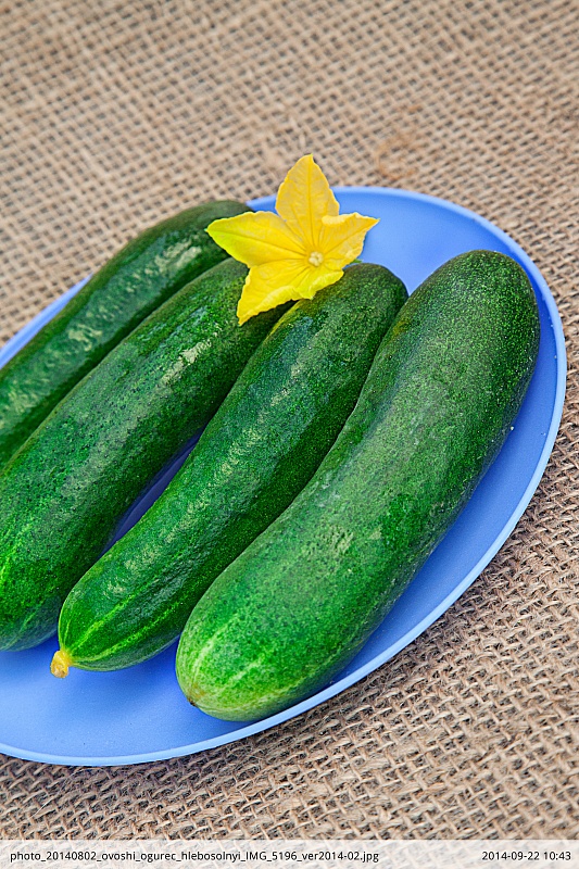 Огурец Хлебосольный F1 0,25 гр цв.п.