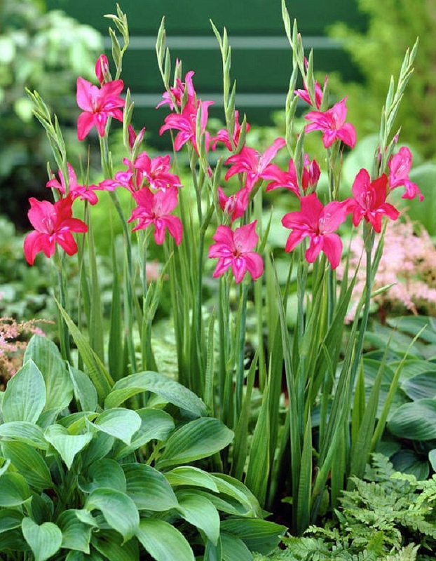 Гладиолус Шарм 1 уп. (3 шт.)