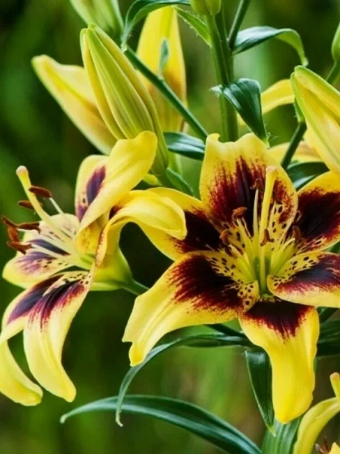 Лилия Пиетон