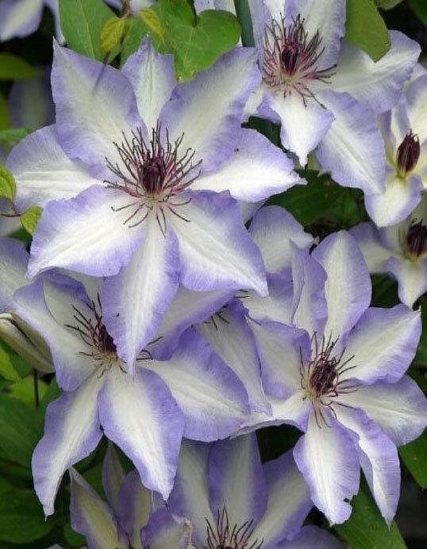 Клематис Иван Олссон 1 шт Р9