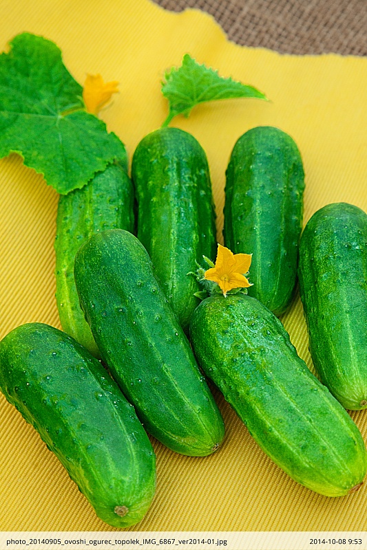 Огурец Тополек F1 0,25 гр б.п.