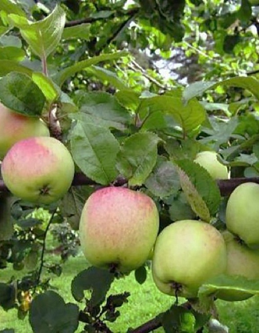 Яблоня Антоновка десертная