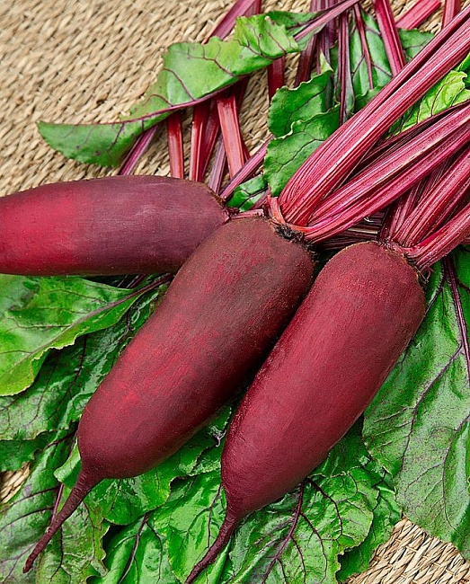 Свекла Цилиндра 2 гр б.п КЭШБЭК 25%