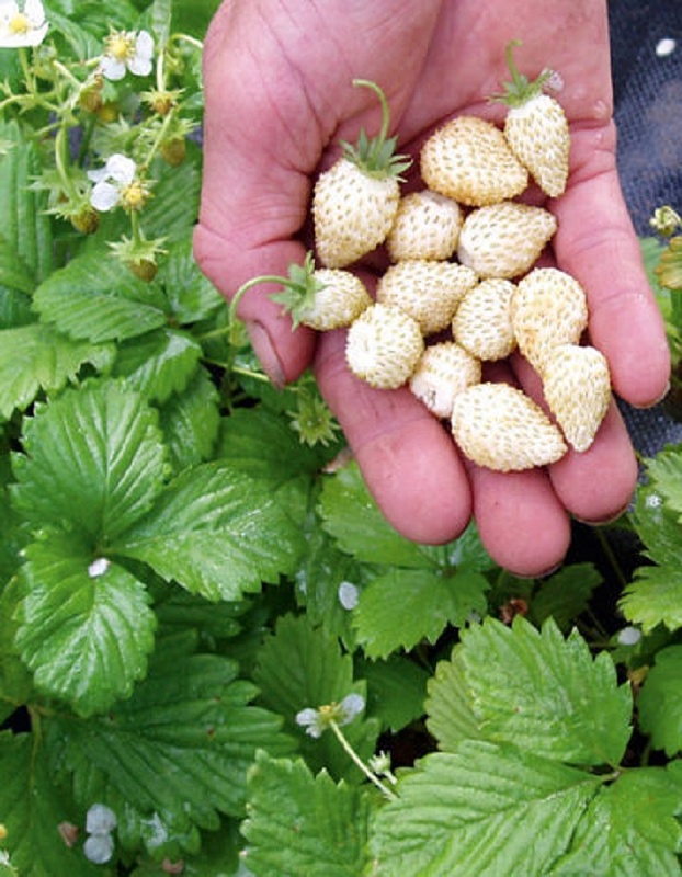 Земляника садовая Белоснежка ASF