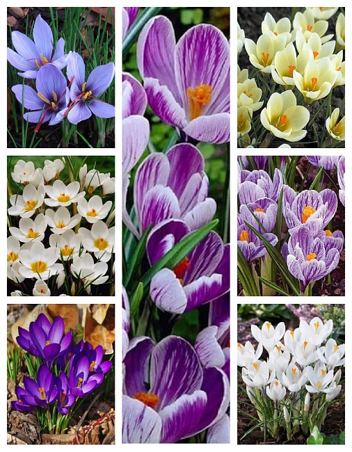 Микс крокусов "Магия Пробуждения" 1 уп. ( 7 шт.) 