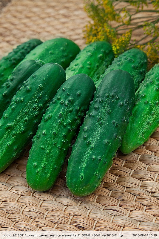 Огурец Сестрица Аленушка F1 0,25 гр цв.п.