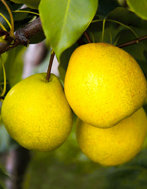 Груша Ларинская