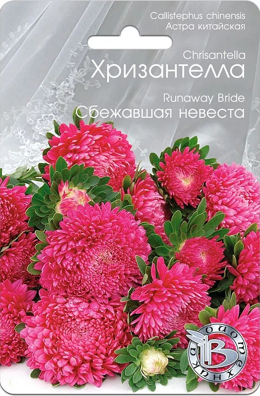 Астра Хризантелла Сбежавшая невеста 30 шт