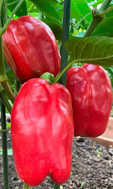 Перец сладкий Мегатон Красный F1 (УД) 12 шт. цв.п.