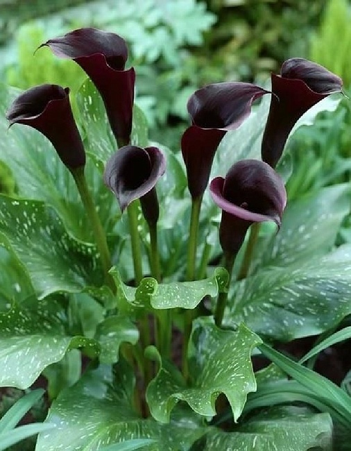 Калла Контор 