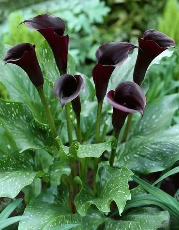 Калла Контор 