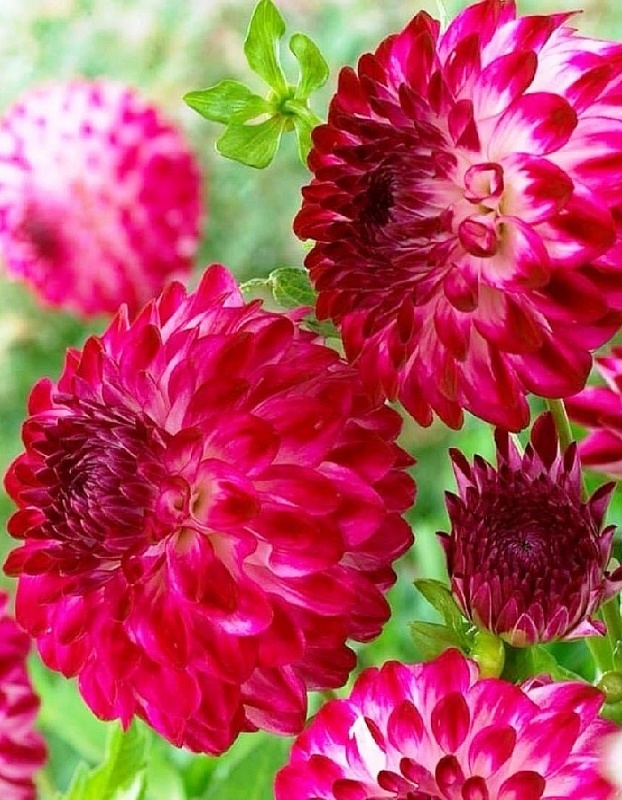 Георгина Капроз Пицца 1шт 