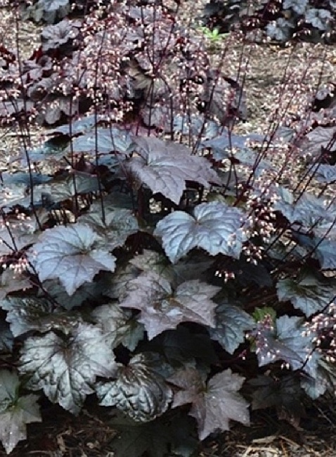 Гейхера Блэкаут 1 шт Р9