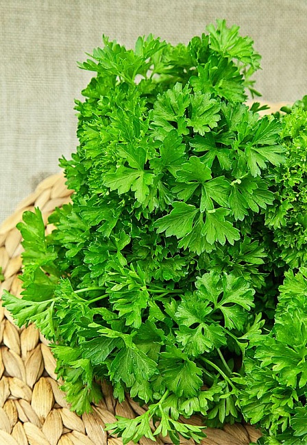 Петрушка кудрявая Мооскраузе-2 3 гр б.п. КЭШБЭК 25%