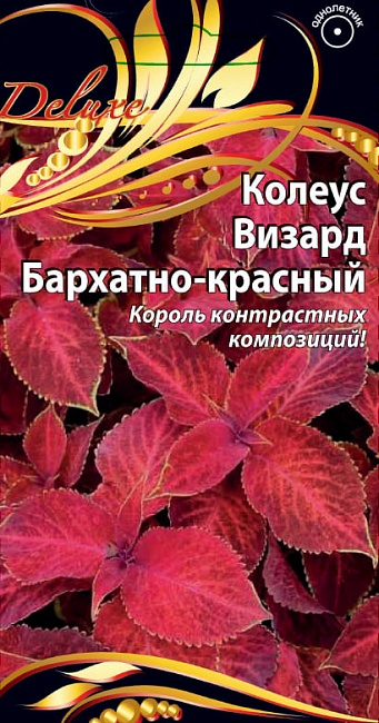 Колеус Визард Корал Санрайз 5 шт