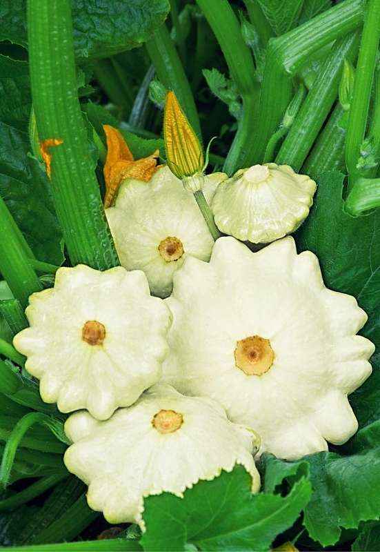 Патиссон Поло F1 (УД) 6 шт цв.п.