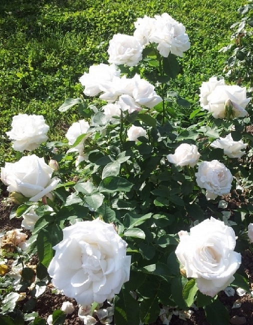 Роза ремонтантная Фрау Карл Друшки