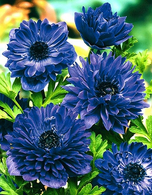 Анемона Лорд Лейтенант 