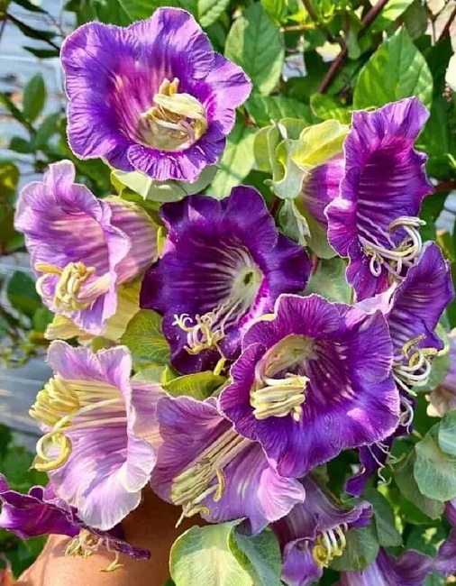 Кобея лазающая Фиолетовая (УД) 3 шт цв п