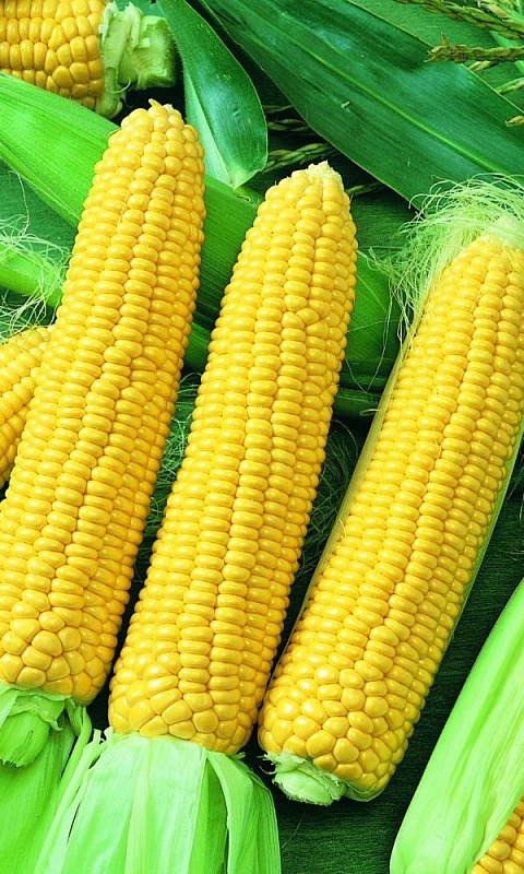 Кукуруза Алина - сахарная F1 (УД) 5 гр. цв.п.