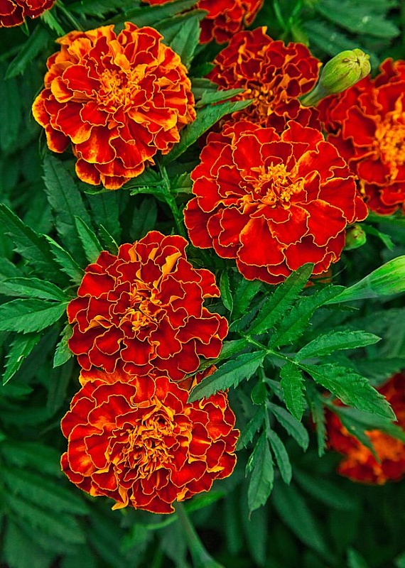 Бархатцы отклоненные махровые Болеро 0,5 гр